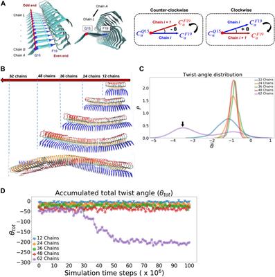 Fibril Surface-Dependent Amyloid Precursors Revealed by Coarse-Grained Molecular Dynamics Simulation